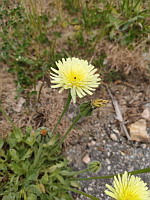 Urosperme de Dalechamps - Urospernum dalechampii (photo Mrugala F.)(5)